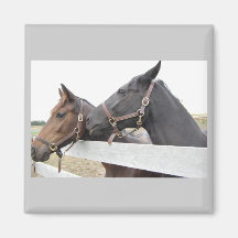Whisperer original de cheval magnets