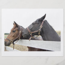 Whisperer original de cheval prospectus avec motif