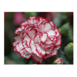 White and red flower cartes postales