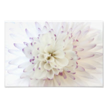 White Flower Photograph