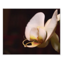 White Orchid Art Photo