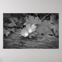 Wildflowers sur la copie en bois posters