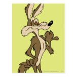 Wile E. Coyote Looking fier Cartes Postales