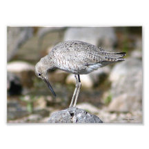 Willet sur la roche photo