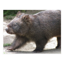 Wombat Cartes Postales