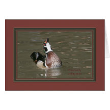 Wood_duck_male3523 Cartes