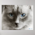 Yeux bleus - affiche