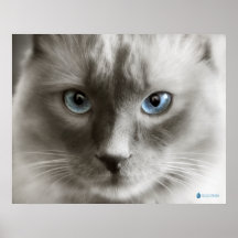 Yeux bleus - affiche