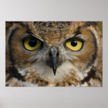 Yeux de hibou affiche