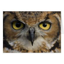 Yeux de hibou carte