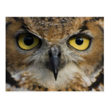 Yeux de hibou carte postale