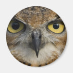 Yeux de hibou magnets pour réfrigérateur