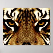 Yeux d'un tigre posters