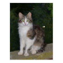 Yeux verts de chat avec la luciole carte postale