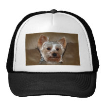 Yorkie Casquettes De Camionneur