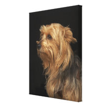 Yorkie noir et brun a laissé le profil sur le noir toile tendue sur châssis