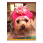 Yorkies aimant en carte postale de chapeaux