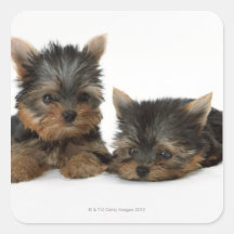Yorkshire Terrier Autocollant