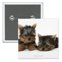 Yorkshire Terrier Badges Avec Agrafe