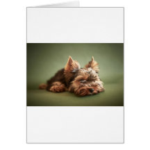 Yorkshire Terrier Carte De Vœux