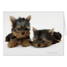 Yorkshire Terrier Cartes De Vœux