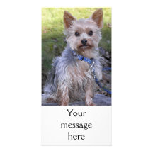 Yorkshire Terrier Cartes De Vœux Avec Photo