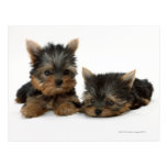 Yorkshire Terrier Cartes Postales