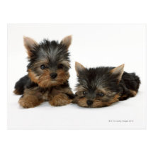 Yorkshire Terrier Cartes Postales