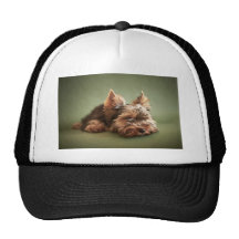 Yorkshire Terrier Casquettes