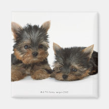 Yorkshire Terrier Magnets Pour Réfrigérateur