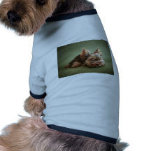 Yorkshire Terrier Manteaux Pour Chien