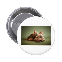 Yorkshire Terrier Pin's