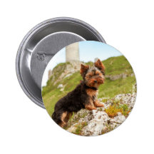 Yorkshire Terrier Pin's