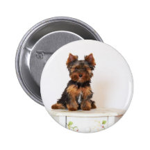 Yorkshire Terrier Pin's Avec Agrafe