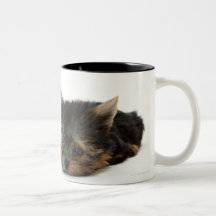 Yorkshire Terrier Tasses À Café