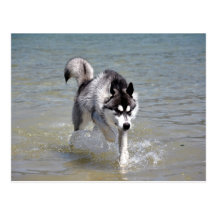 YukonWasser Carte Postale