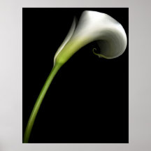 Zantedeschia Affiches