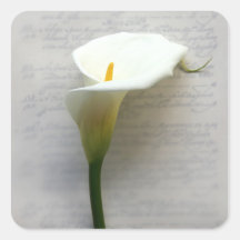 zantedeschia sur de vieux autocollants de carré d'