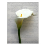 zantedeschia sur la vieille carte postale d'écritu