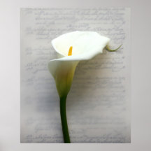 zantedeschia sur l'affiche énorme de vieille écrit