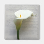 zantedeschia sur le vieil aimant de carré d'écritu