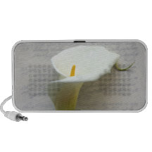 zantedeschia sur le vieux haut-parleur d'écriture