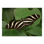 Zebra Longwing Butterfly Greeting Card