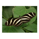 Zebra Longwing Butterfly Postcard