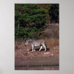 Zèbre - au trou d'eau affiches