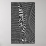 Zèbre de Massaï Affiche