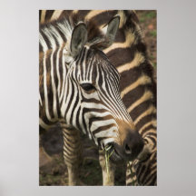 Zèbre Posters