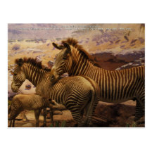 zèbres africains carte postale