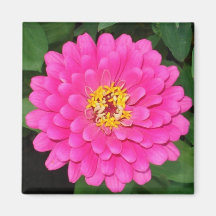 Zinnia1 Aimants Pour Réfrigérateur