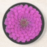 Zinnia Dessous De Verres